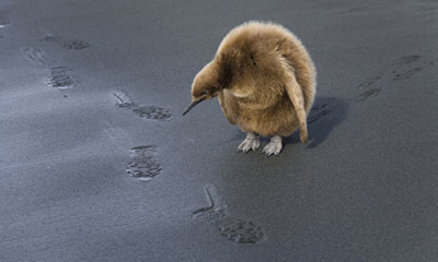 Penguin Chick Looking at Footprints